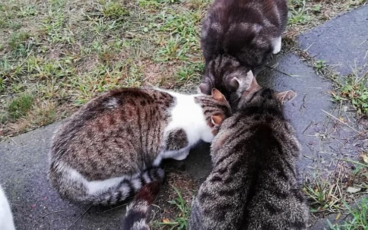 Zbiórka Karma dla kotów z Gdańska - zdjęcie główne