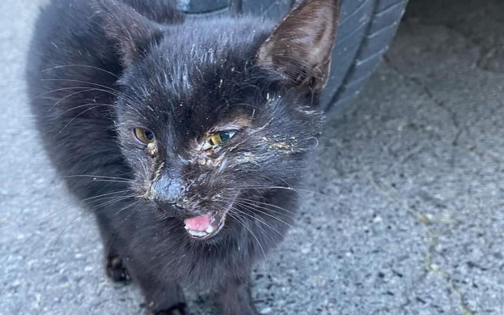 Zbiórka Bezdomnym kotom na ratunek - zdjęcie główne