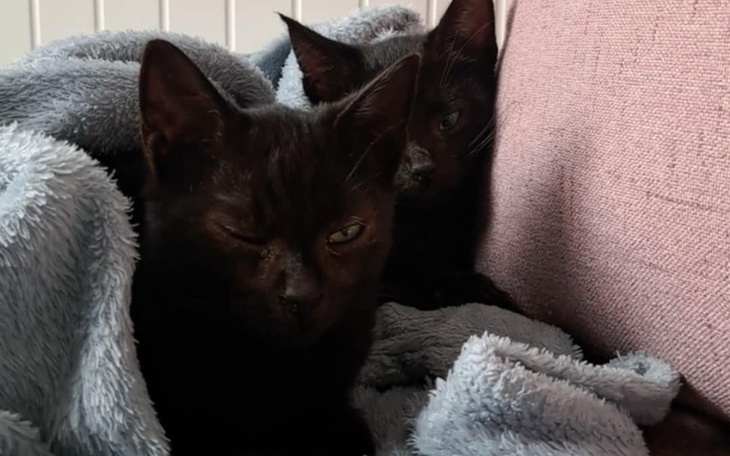 Zbiórka Lenorek i Brunonek - zdjęcie główne