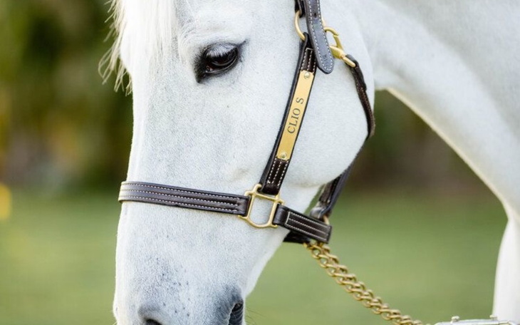 Zbiórka Zbieram na konia do spotu, pasji - zdjęcie główne