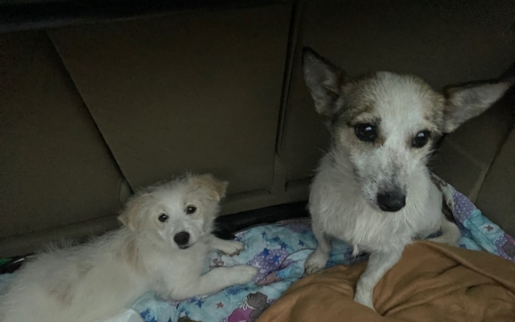 Zbiórka Sunia ze szczeniakiem z Pola - zdjęcie główne