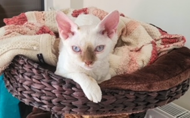 Zbiórka Pomóż Poli pokonać chłoniaka - zdjęcie główne