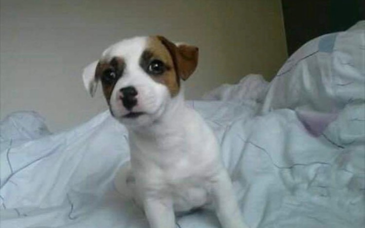 Zbiórka Na wakacje życia z pieskiem - zdjęcie główne