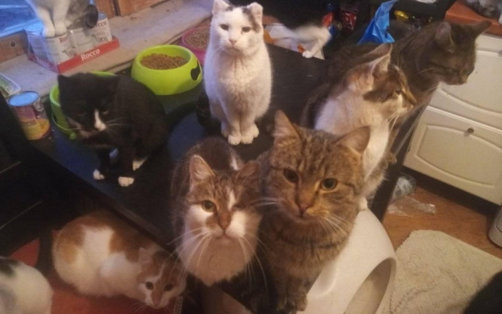 Zbiórka Azyl u Asi. Prosimy o pomoc - zdjęcie główne