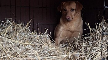 Zbiórka Gaja zaczyna nowe życie. - miniaturka zdjęcia