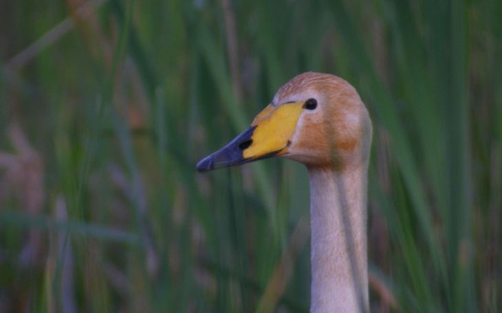 Zbiórka Nadajniki na łabędzie krzykliwe - zdjęcie główne
