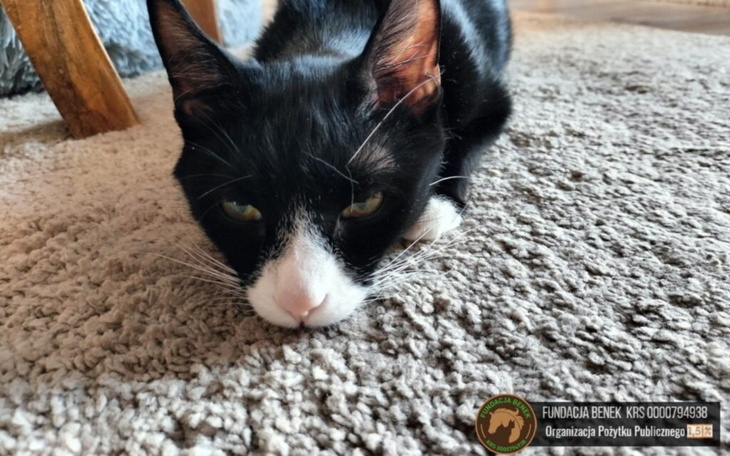 Czarny i biały kot leżący na dywanie.