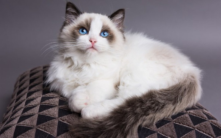 Zbiórka Ukochany Kot <3 - zdjęcie główne