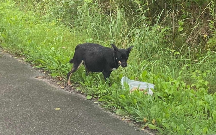 Zbiórka Odlow ciężarnej suni przez Jamor - zdjęcie główne