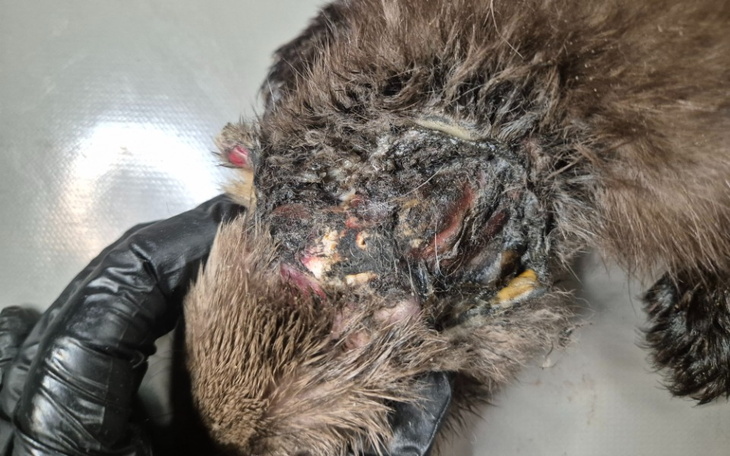 Zbiórka Cierpiąca kuna ze spaloną głową - zdjęcie główne