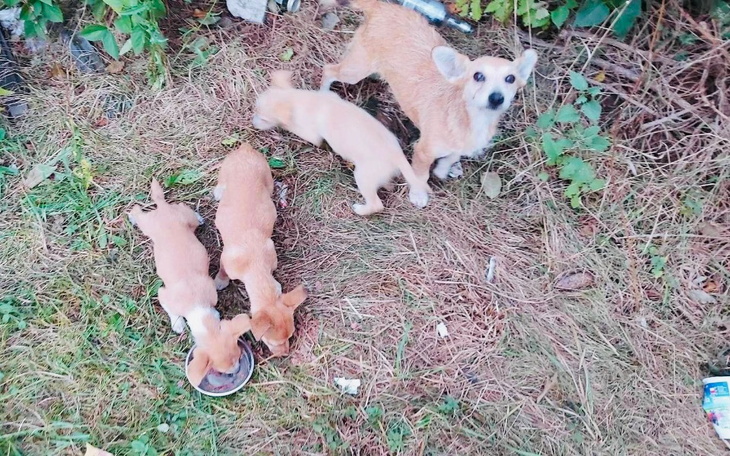 Zbiórka Rodzina z meliny - zdjęcie główne