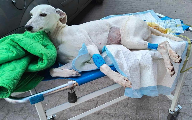 Zbiórka Wózek dla sparaliżowanej Liry - zdjęcie główne