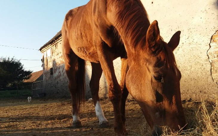 Zbiórka Pomoc dla Witaxy - zdjęcie główne