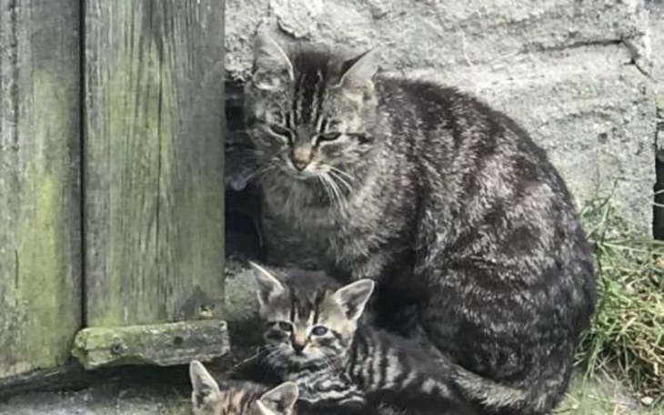 Mama kotka z małymi kociętami w przytulnym miejscu.