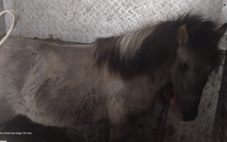 Kucyk w boksie, z grzywą w kolorze brązowym.