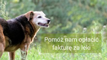 Zbiórka Zbiórka na fakturę za leki - miniaturka zdjęcia