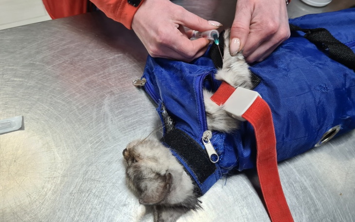 Zbiórka Długi u weterynarza - zdjęcie główne