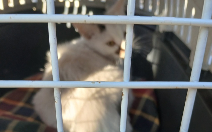 Zbiórka Umiera kot bezdomny - zdjęcie główne