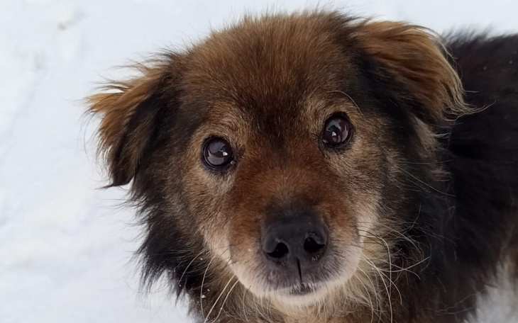 Zbiórka Pomoż mi dotrzeć do domku - zdjęcie główne