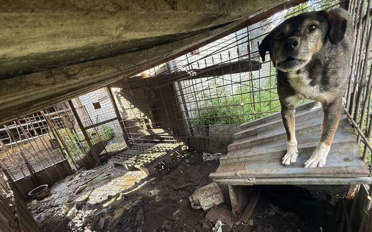 Pies stojący na dachu budy w zniszczonym schronisku.