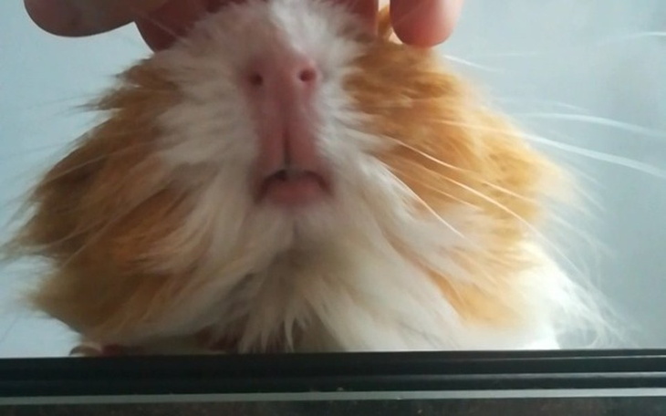 Zbiórka Pomoc dla świnek morskich - zdjęcie główne