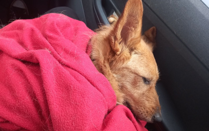 Zbiórka Pomóżmy roxi przeżyć - zdjęcie główne