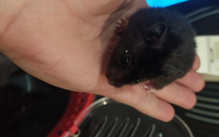 Zbiórka Leczenie adopciaków - zdjęcie główne