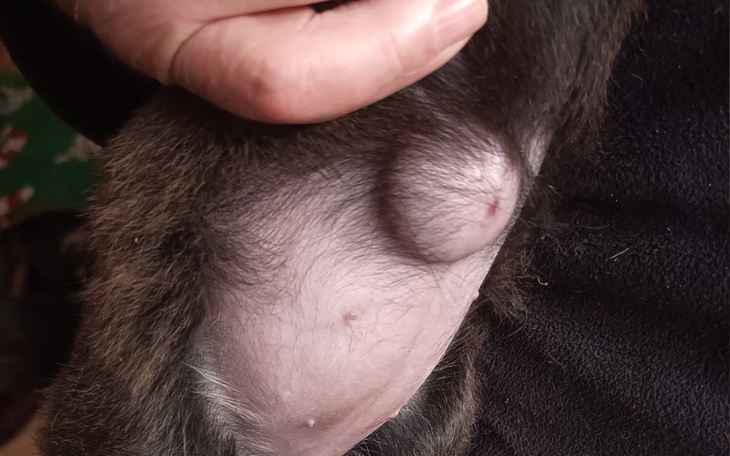 Zbliżenie na rękę trzymającą psa z guzem.