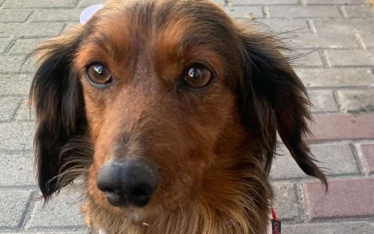 Pies z brązowym futrem, patrzący w obiektyw.