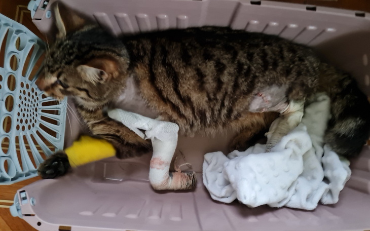 Kot w transporterze, z opatrunkiem na łapie.