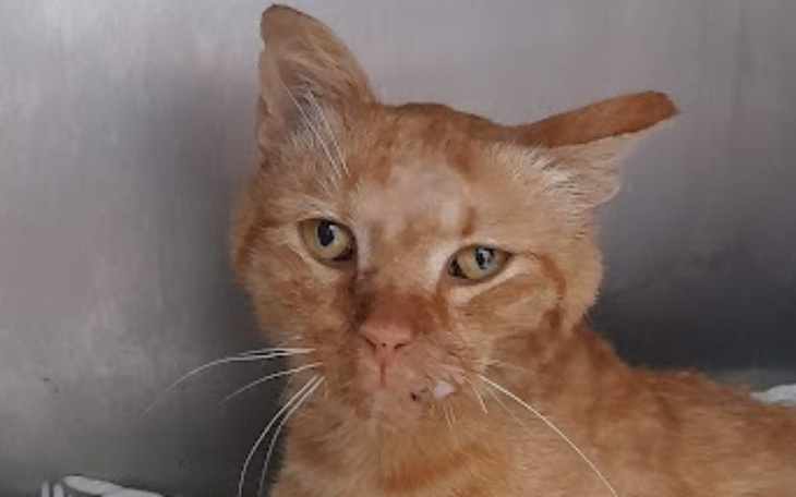 Zbiórka Operacja Desperado - zdjęcie główne