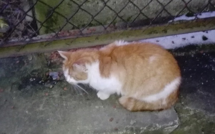 Zbiórka Bez jedzenia nie przeżyją zimy ! - zdjęcie główne