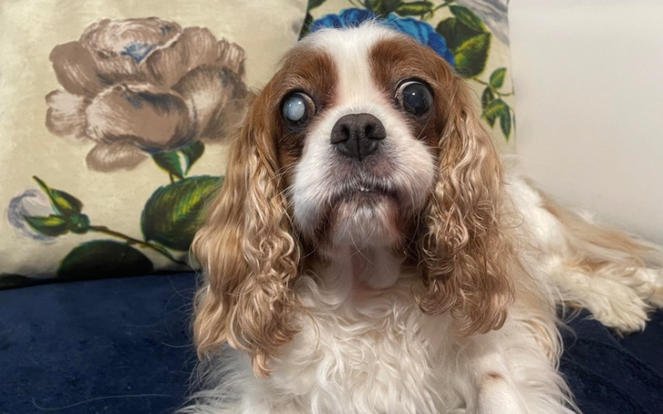 Zbiórka Cherry - leczenie zębów - zdjęcie główne