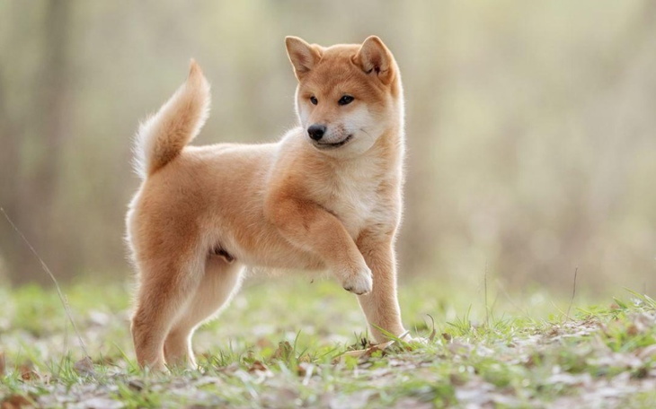 Zbiórka Zbieram na Psa Shiba Inu - zdjęcie główne