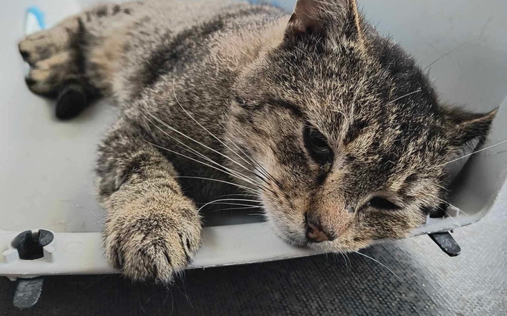 Kot leżący w misce, wygląda na zmęczonego.