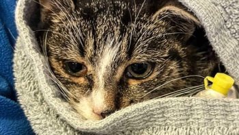 Zbiórka Brak ogrzewania zabije koty? - miniaturka zdjęcia