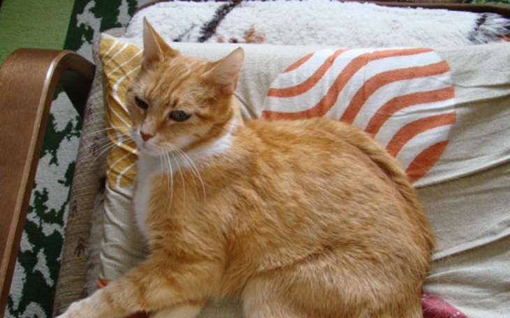 Zbiórka Ratując przyjaciela - zdjęcie główne