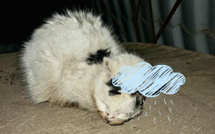 Zbiórka Leczenie Puszka Bez Uszka - zdjęcie główne