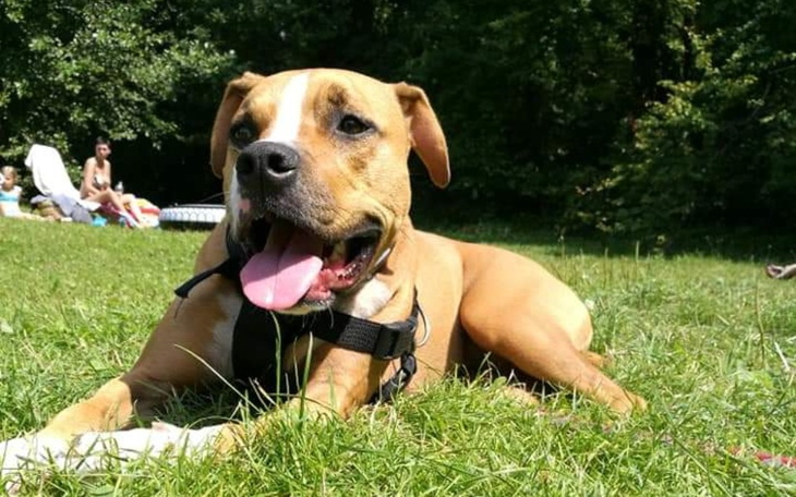 Zbiórka Zbiórka dla Alfy - pomóżmy żyć.. - zdjęcie główne