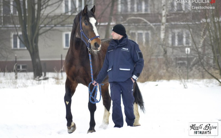 Zbiórka Pomoc dla konia Blue Bakera - zdjęcie główne