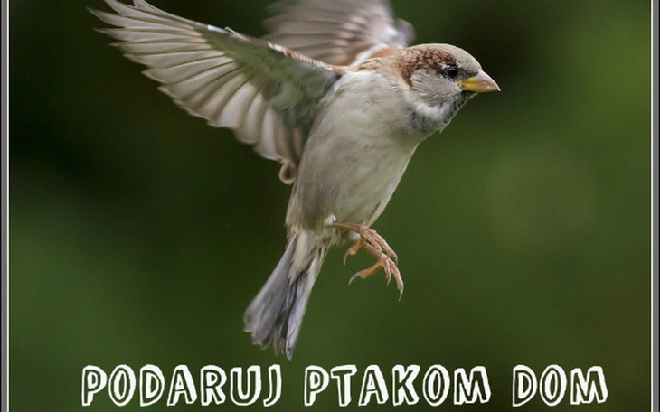 Zbiórka Podaruj Ptakom Dom - zdjęcie główne