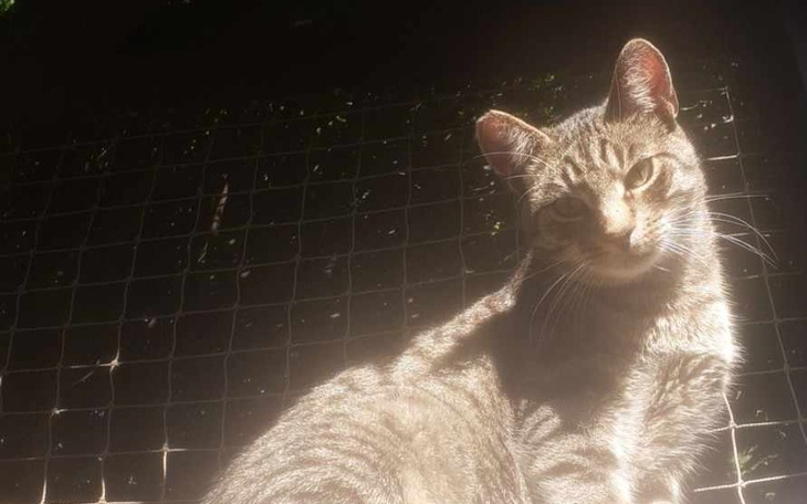 Zbiórka Niebieska Sfora - październik - zdjęcie główne