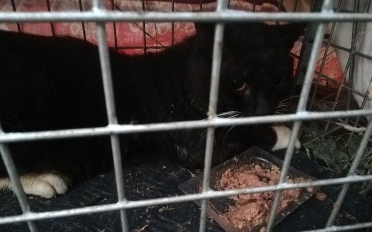 Zbiórka Karif, kocur na zabieg kastracji - zdjęcie główne