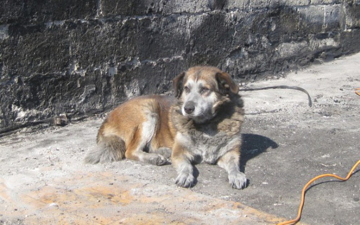 Zbiórka Po pożarze cierpią zwierzęta - zdjęcie główne