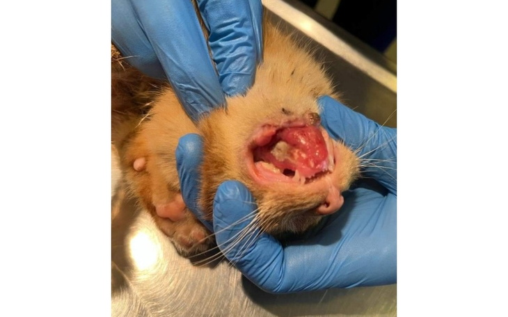 Zbiórka Tyle nieszczęść w malutkim kocie - zdjęcie główne