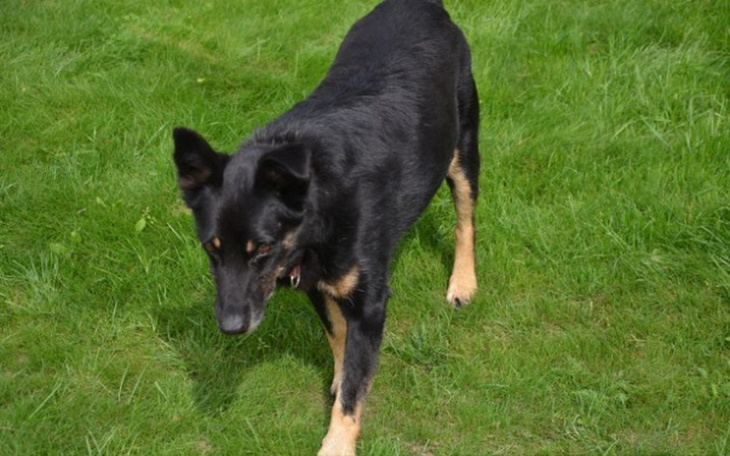 Zbiórka Zbieramy na karmę dla Budynia - zdjęcie główne