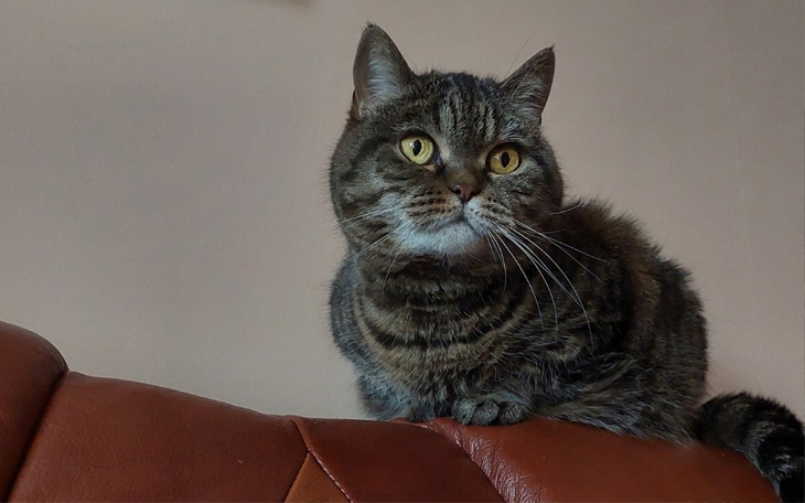 Zbiórka Myszka do laptopa - zdjęcie główne