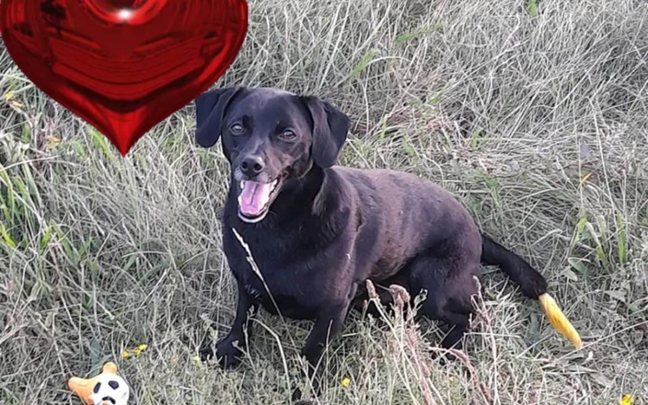 Czarny pies siedzący na trawie, uśmiechający się.