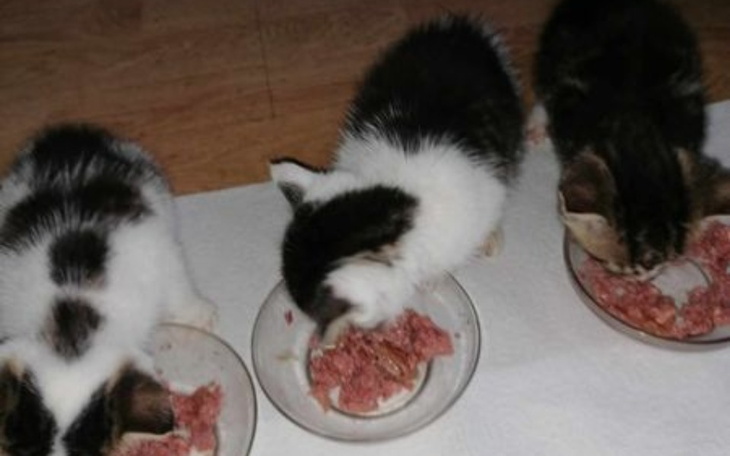 Zbiórka Pomoc zwierzętom Stowarzyszenia - zdjęcie główne