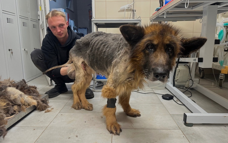 Pies z problemami skórnymi, w towarzystwie opiekuna.